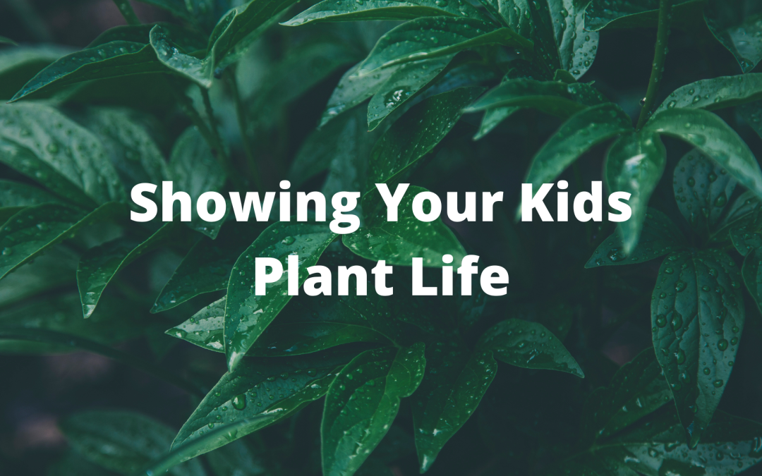 Showing Your Kids Plant Life